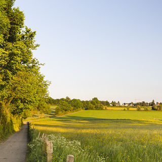 Ein Spazierweg führt durch eine friedliche Landschaft mit Wiesen und Bäumen. Im Hintergrund sind einige Gebäude und ein klarer Himmel zu sehen. Das Licht der Abendsonne taucht die Szene in warmes Licht.