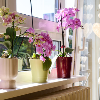 Auf einem Fensterbrett stehen mehrere blühende Orchideen in verschiedenen Töpfen. Die Pflanzen sind in verschiedenen Farben, vor allem Lila und Pink, und zeigen ihre schönen Blüten. Das Licht scheint durch das Fenster, wodurch eine freundliche Atmosphäre entsteht.