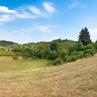 Eine weite, grüne Landschaft mit sanften Hügeln und Bäumen. Im Vordergrund ist ein grasbewachsener Bereich, während im Hintergrund ein Wald aus belaubten Bäumen zu sehen ist. Der Himmel ist hellblau mit ein paar verstreuten Wolken.