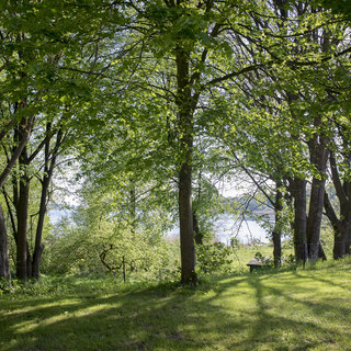 Eine helle, grüne Wiese mit mehreren hochgewachsenen Bäumen. Die Blätter sind üppig und leuchten in der Sonne. Im Hintergrund ist ein ruhiger Wasserbereich zu erkennen. Schatten fallen sanft auf den Boden, der gut gepflegt aussieht.
