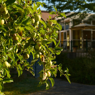 Ein Apfelbaum mit vielen grünen Äpfeln steht im Vordergrund. Im Hintergrund ist ein modernes Gebäude mit großen Fenstern und einer Terrasse sichtbar. Das Bild vermittelt eine ruhige, natürliche Umgebung.