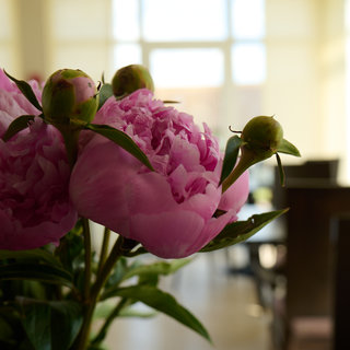 Ein Bouquet von großen, pinken Pfingstrosen mit grünen Knospen, das im Vordergrund einer hellen, sonnendurchfluteten Umgebung präsentiert wird. Im Hintergrund sind verschwommen Tische und Stühle zu erkennen.