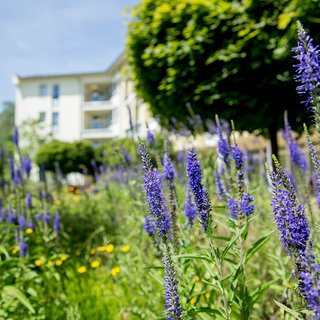 Ein farbenfrohes Blumenbeet mit blauen und lila Blumen im Vordergrund, umgeben von grünem Gras und gelben Blüten. Im Hintergrund steht ein modernes Gebäude, umgeben von Bäumen und Sträuchern. Der Himmel ist blau und klar, was eine sonnige Atmosphäre vermittelt.
