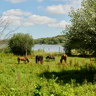 Eine Wiese mit mehreren Pferden, die grasen. Im Hintergrund ist ein ruhiger See und Bäume zu sehen, unter einem klaren blauen Himmel mit wenigen Wolken.