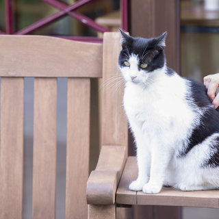 Eine schwarz-weiße Katze sitzt entspannt auf einer Holzbank. Eine Hand kratzt sie sanft am Rücken. Die Katze scheint zufrieden und genießt die Aufmerksamkeit.