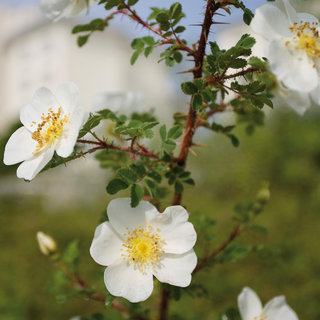 Ein einzelner Strauch mit weißen Blüten, die gelbe Staubgefäße haben. Die Blüten sind in voller Blüte und umgeben von grünen Blättern. Im Hintergrund sind verschwommene Gebäude erkennbar, die der Szenerie eine urbane Note verleihen.