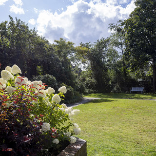 Ein sonniger Garten mit einem gepflegten, grünen Rasen. Im Vordergrund blühende weiße Hortensien und rot gefärbte Sträucher. Am Horizont ist eine weiße Bank unter einem großen Baum zu sehen, umgeben von üppigem Grün und einem blauen Himmel mit vereinzelten Wolken.
