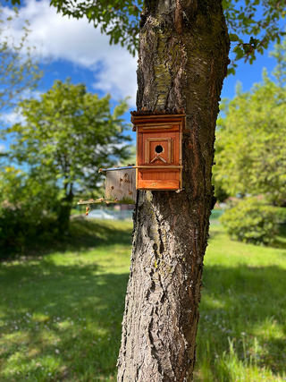 Ein Vogelhaus aus Holz ist an einem Baumstamm befestigt. Es hat ein rundes Einflugloch und ist umgeben von grünem Gras und Bäumen. Der Himmel ist blau mit einigen Wolken.